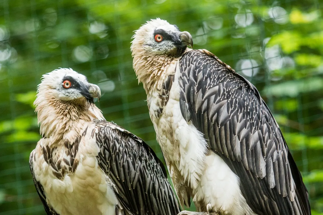 Zoo Ostrava poskytla dalšího orlosupa pro vypuštění do volné přírody
