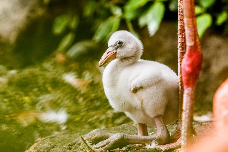 V Zoo Ostrava se vylíhlo už osm mláďat plameňáků