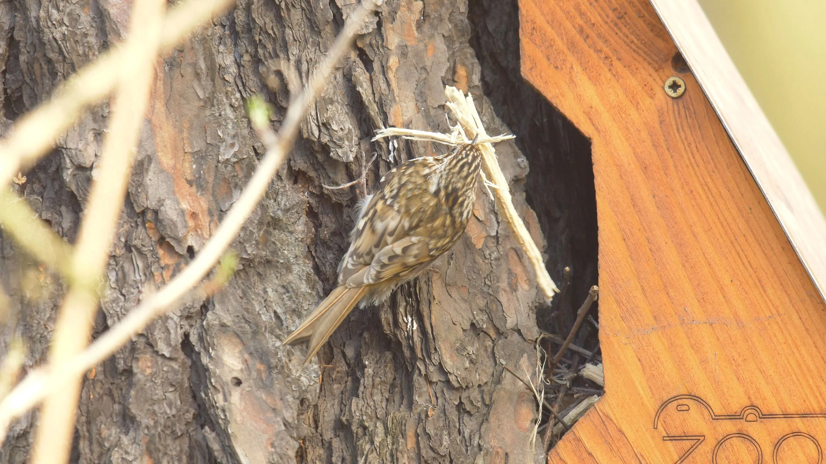 Biodiverzita v zoo: Zvláštní budka pro šoupálky