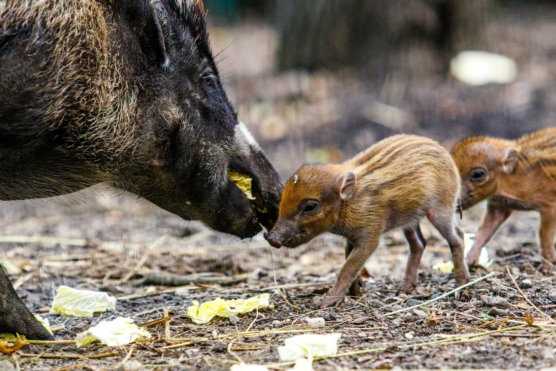 Šípkový podzim v Zoo Ostrava