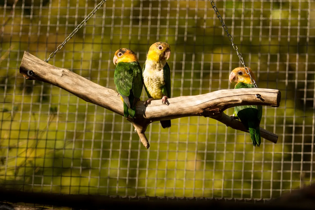 V ostravské zoo mají mláďata u vzácných papoušků