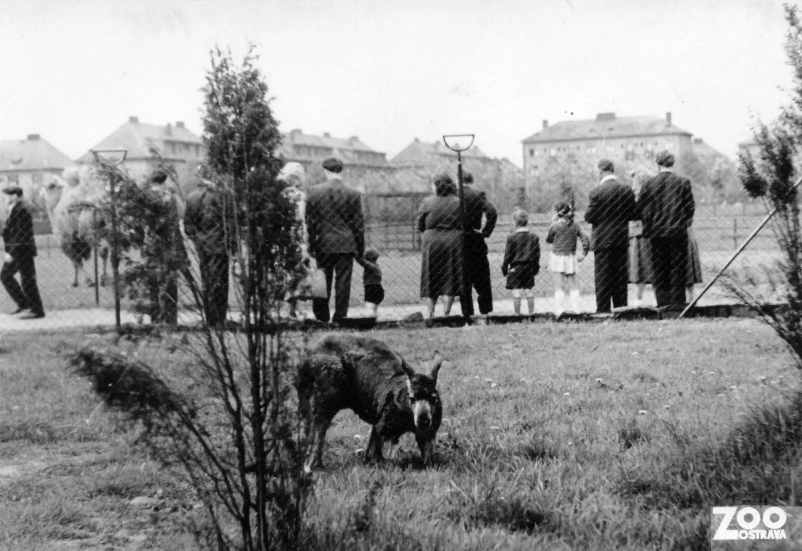 70 let Zoo Ostrava: Od hornického parku po uznávanou ochranářskou organizaci