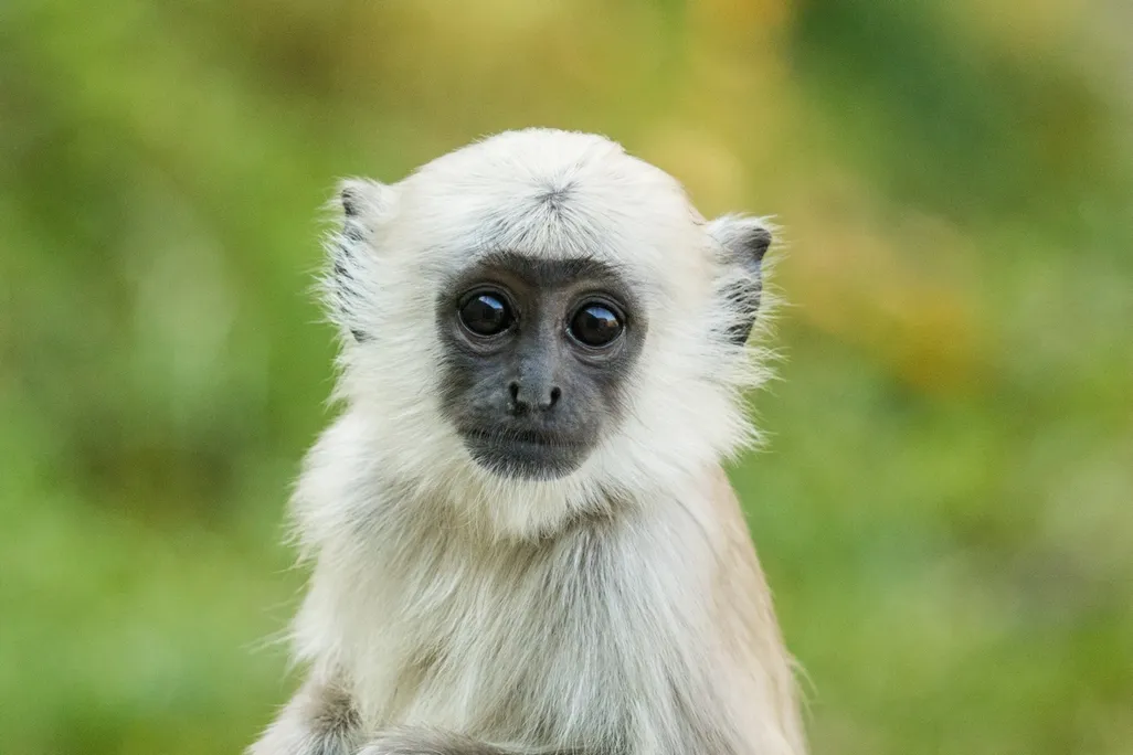 Vánoční dárky ze Zoo Ostrava