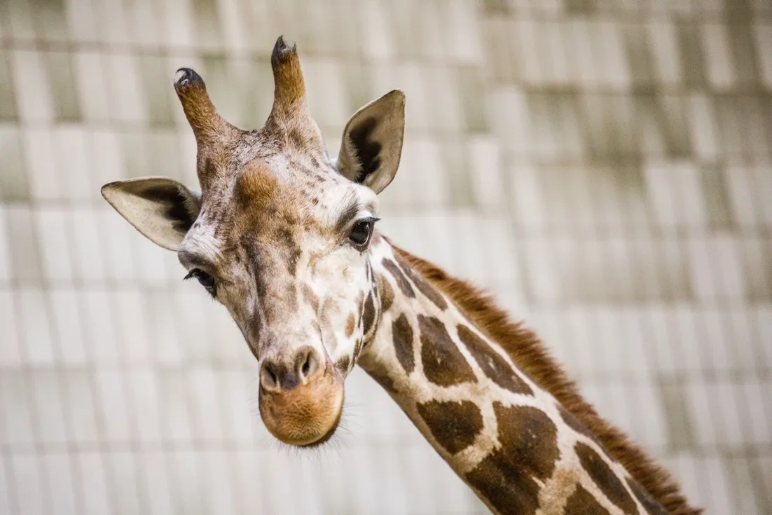 Zoo má nového žirafího samce
