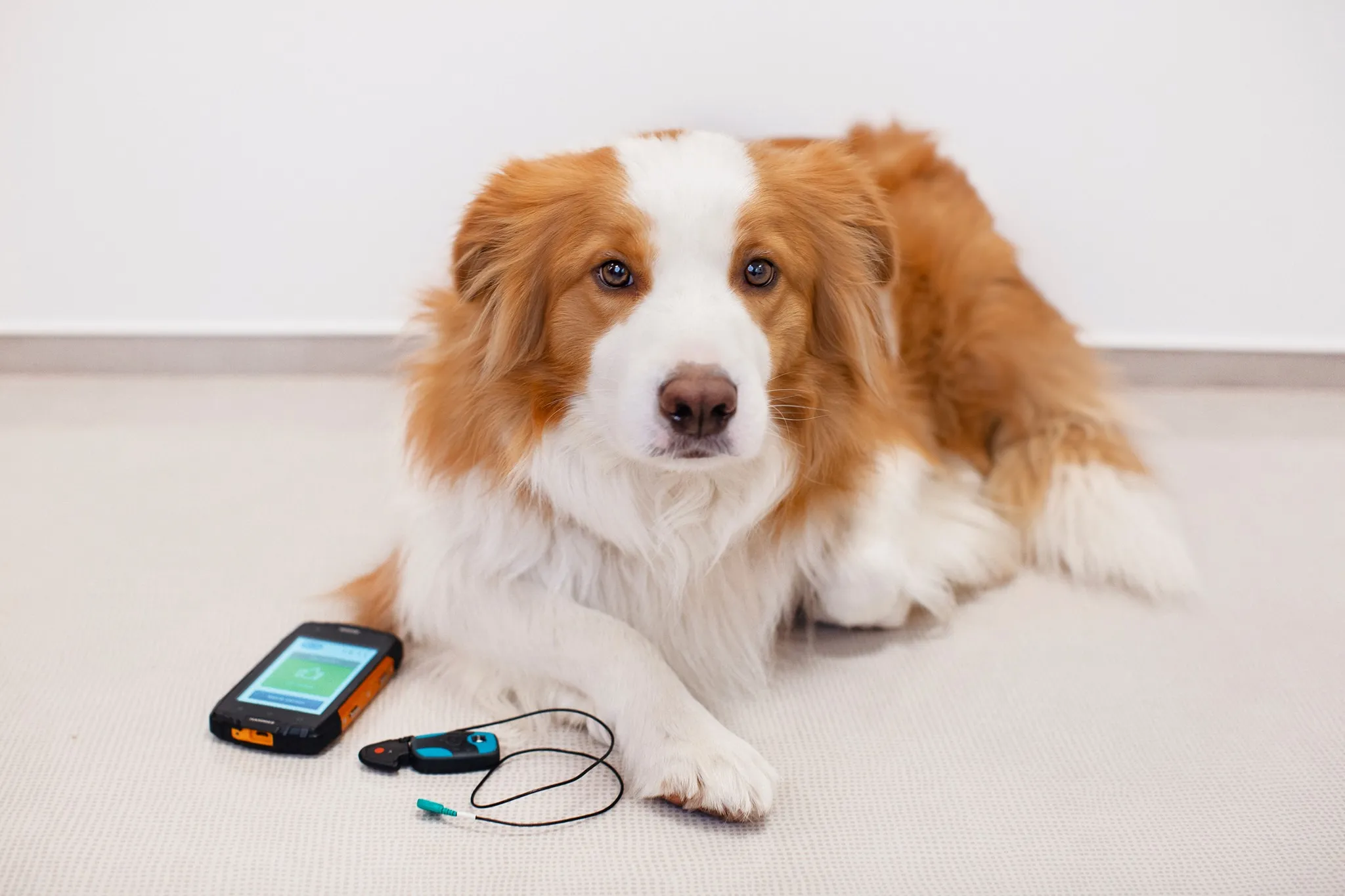 Telemedicína pomáhá už i zvířatům. Umí na dálku sledovat srdce psů