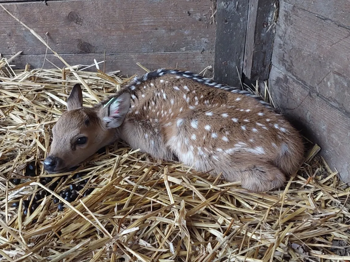 Vánoční nadílka mláďat v Zoo Ostrava