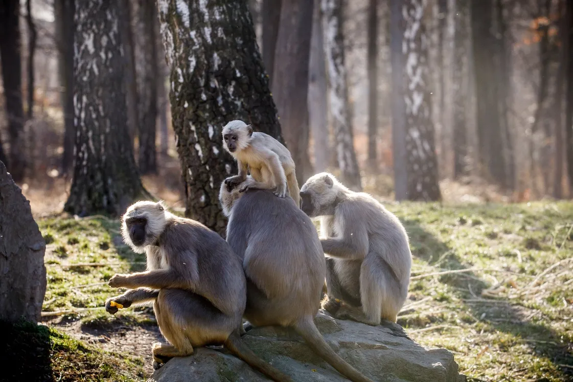 Největší skupinu hulmanů posvátných na světe má Zoo Ostrava !
