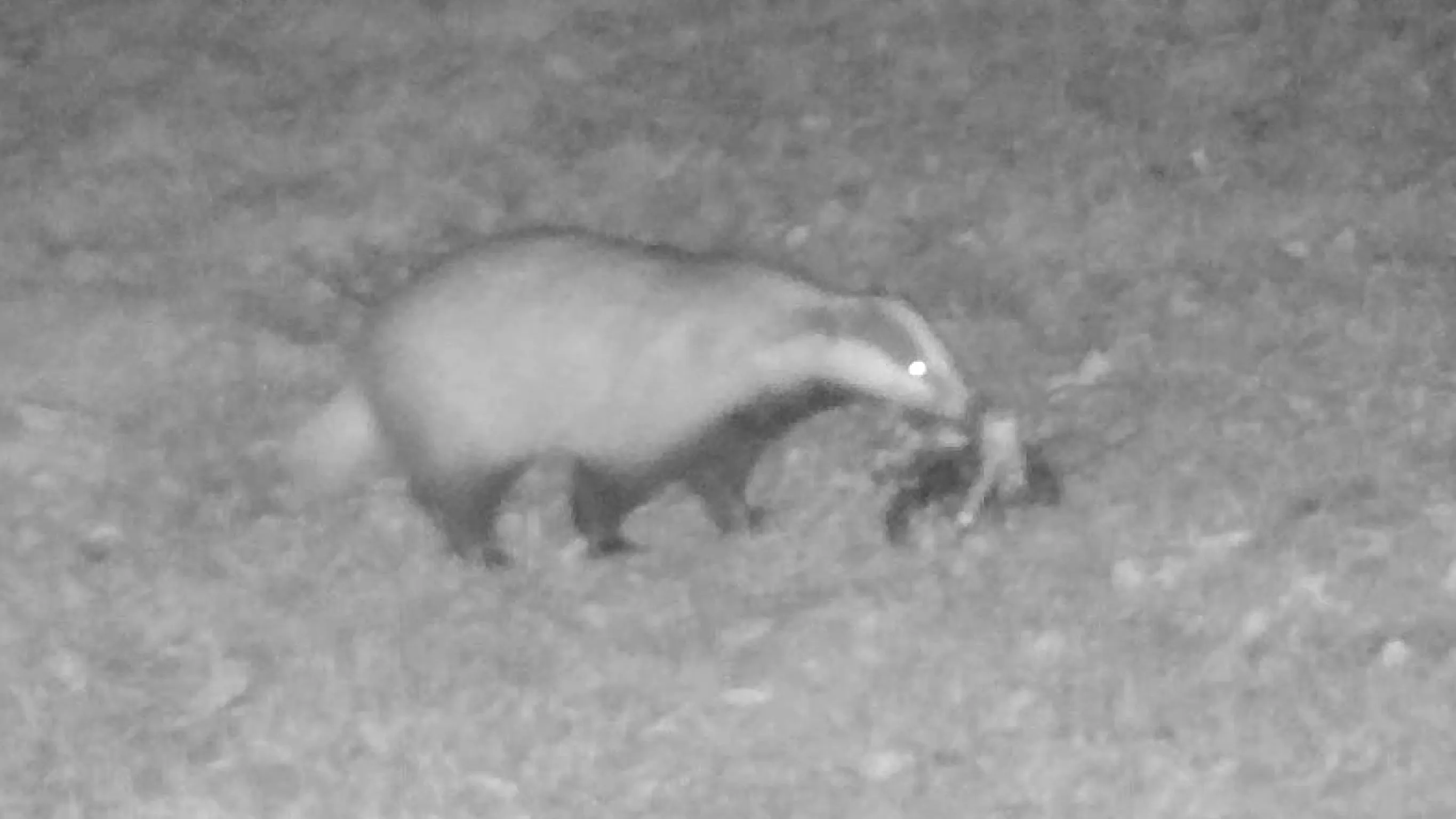 Biodiverzita v Zoo Ostrava: Noční život v zoo II