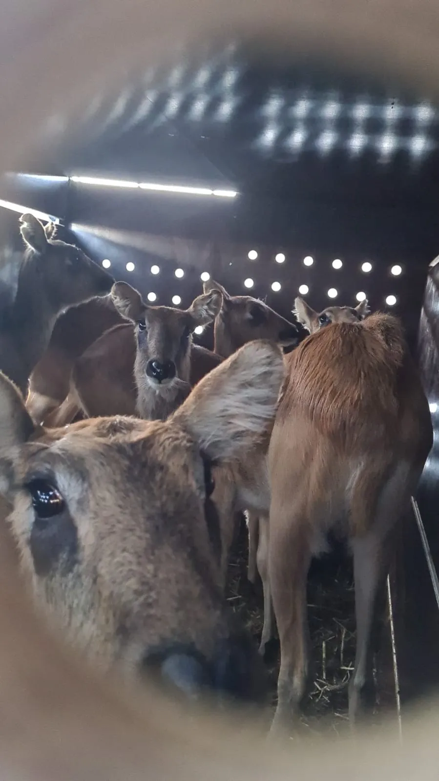 Zoo Ostrava se zasadila o vznik nového latinskoamerického záchranného programu pro vodušky abok