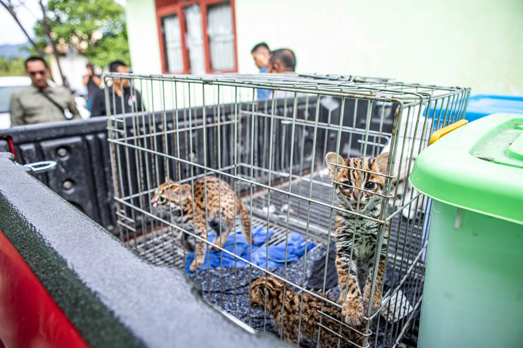 Tým českých ochranářů ze Zoo Liberec a Zoo Ostrava pomohl dostat za mříže významného indonéského pašeráka ohrožených druhů zvířat