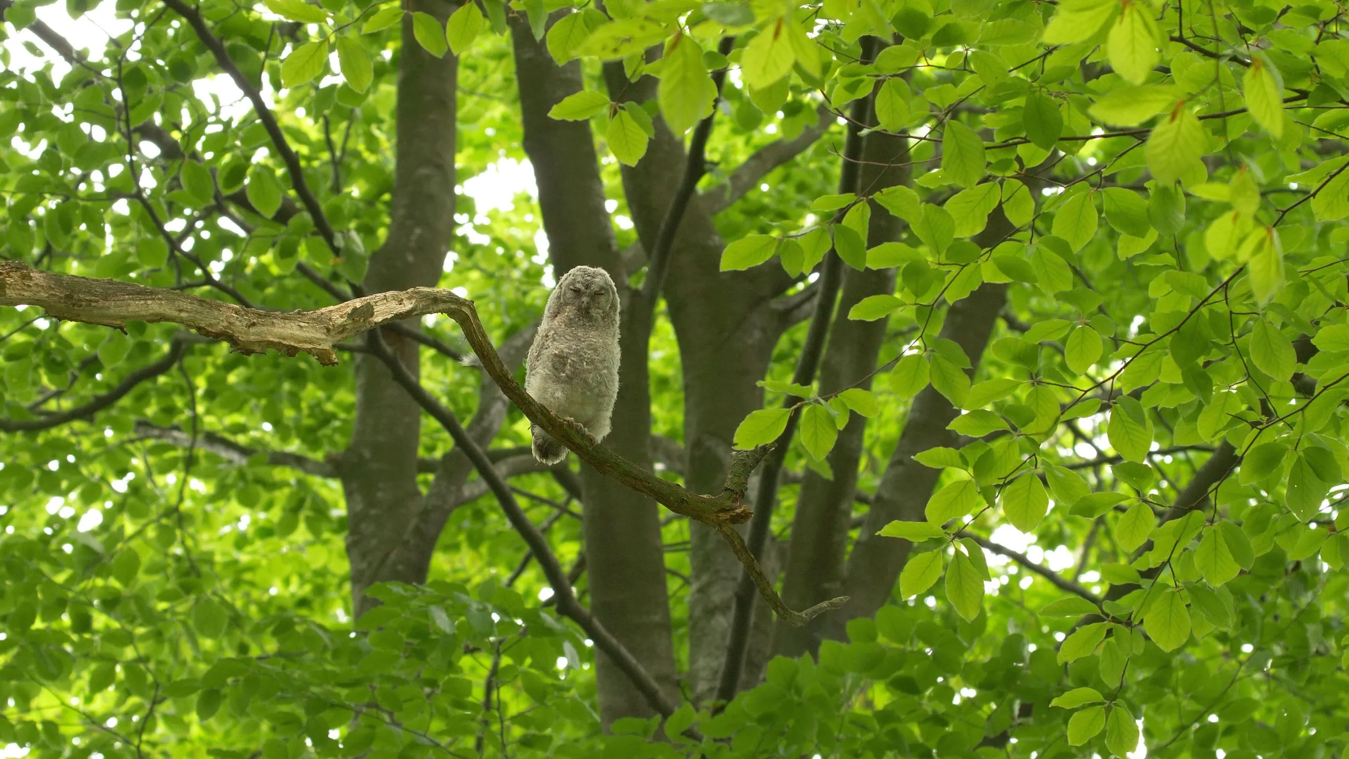 Biodiverzita v Zoo Ostrava: Puštíci obecní vyvedli mláďata