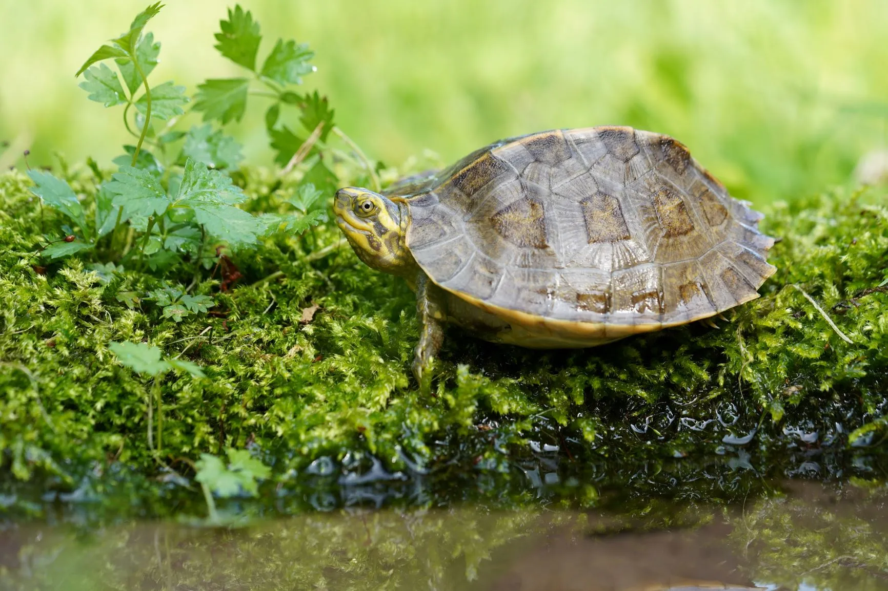 Zoo Ostrava získala ocenění za odchov vzácné želvy chrámové