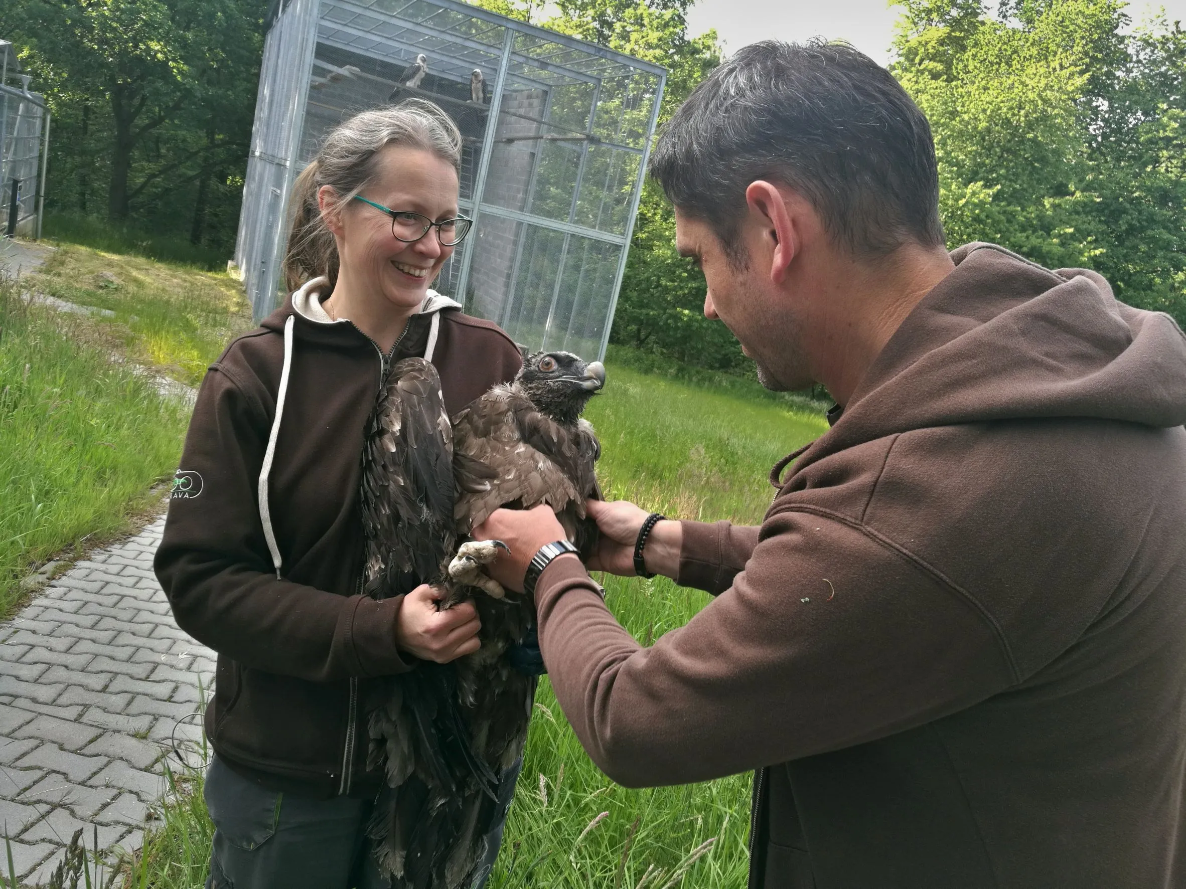 Již 17. orlosup ze Zoo Ostrava odletěl do volné přírody