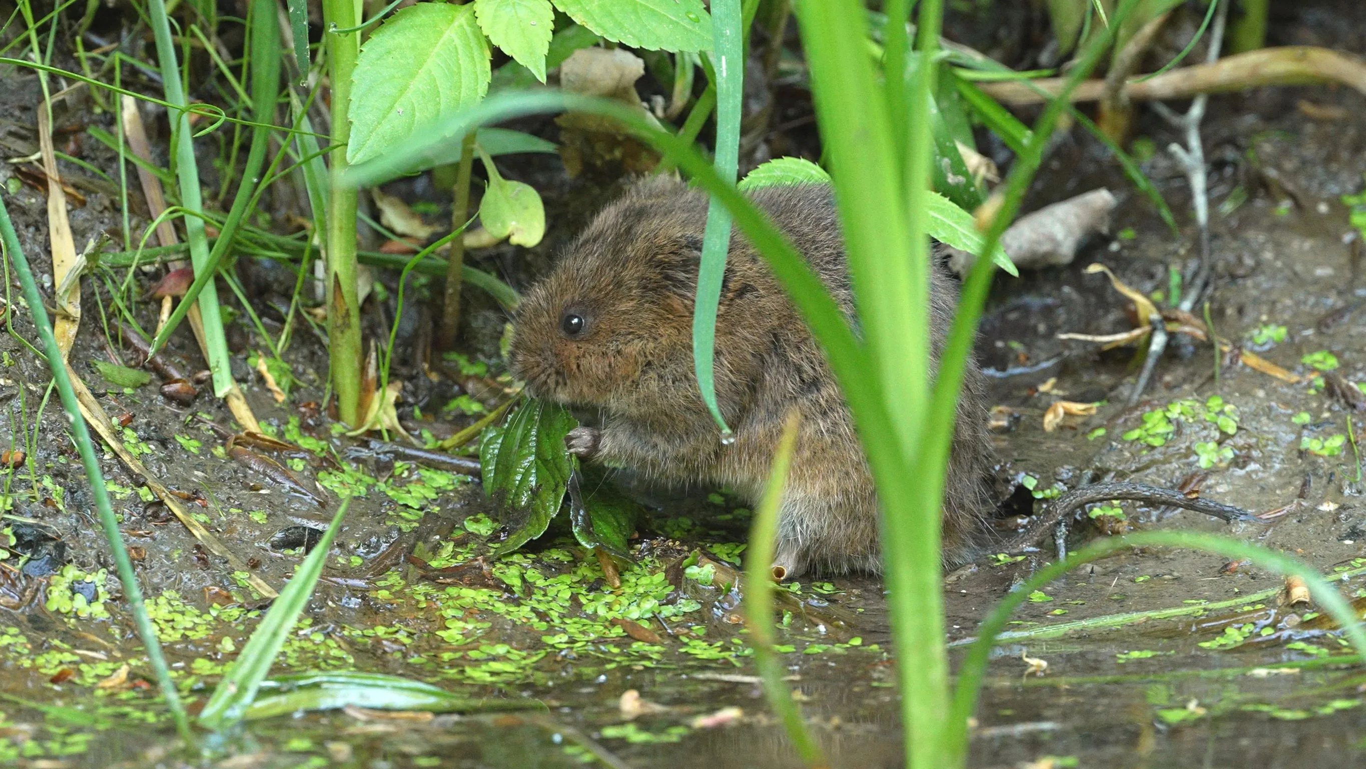 Biodiverzita v Zoo Ostrava: Vzácné pozorování plachého tvora – hryzce vodního
