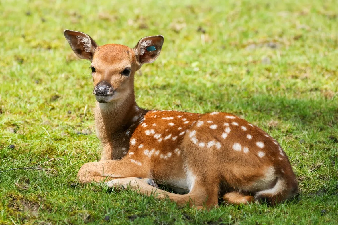 Mláďata jelenů nejsou opuštěná – ani v zoo, ani v přírodě