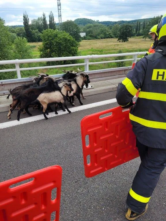 Kozy na dálnici D1 zaměstnaly nejen hasiče