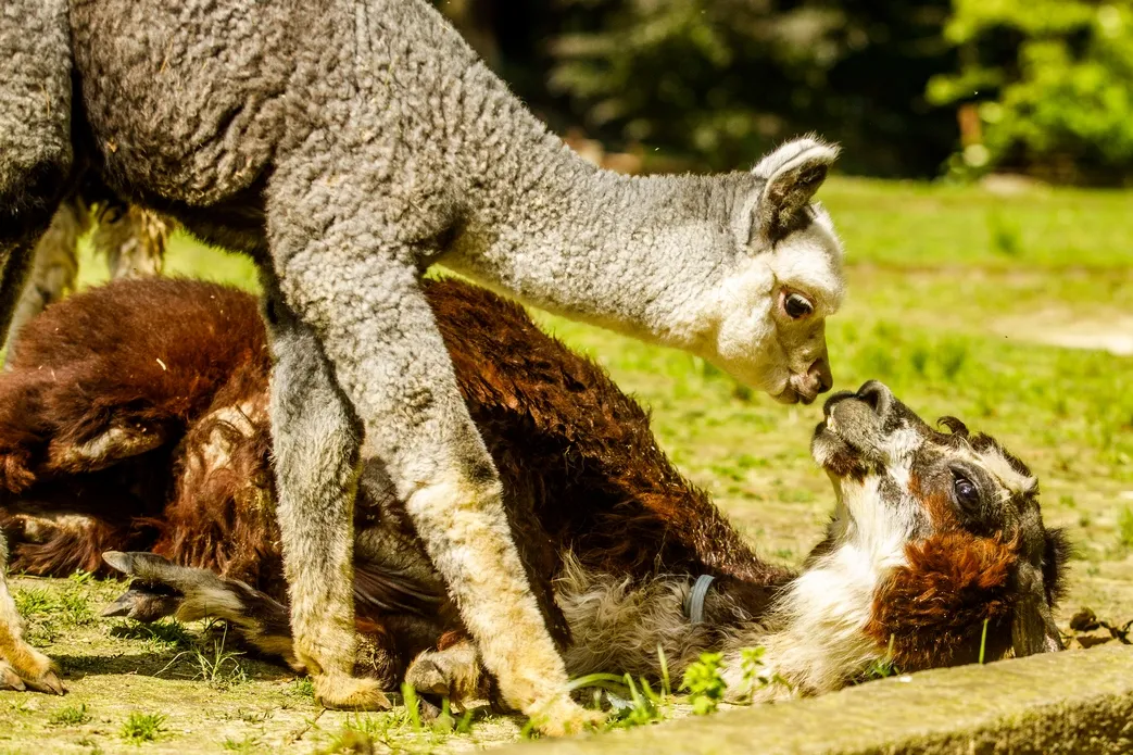 Zoo Ostrava na prázdniny prodlužuje otevírací dobu