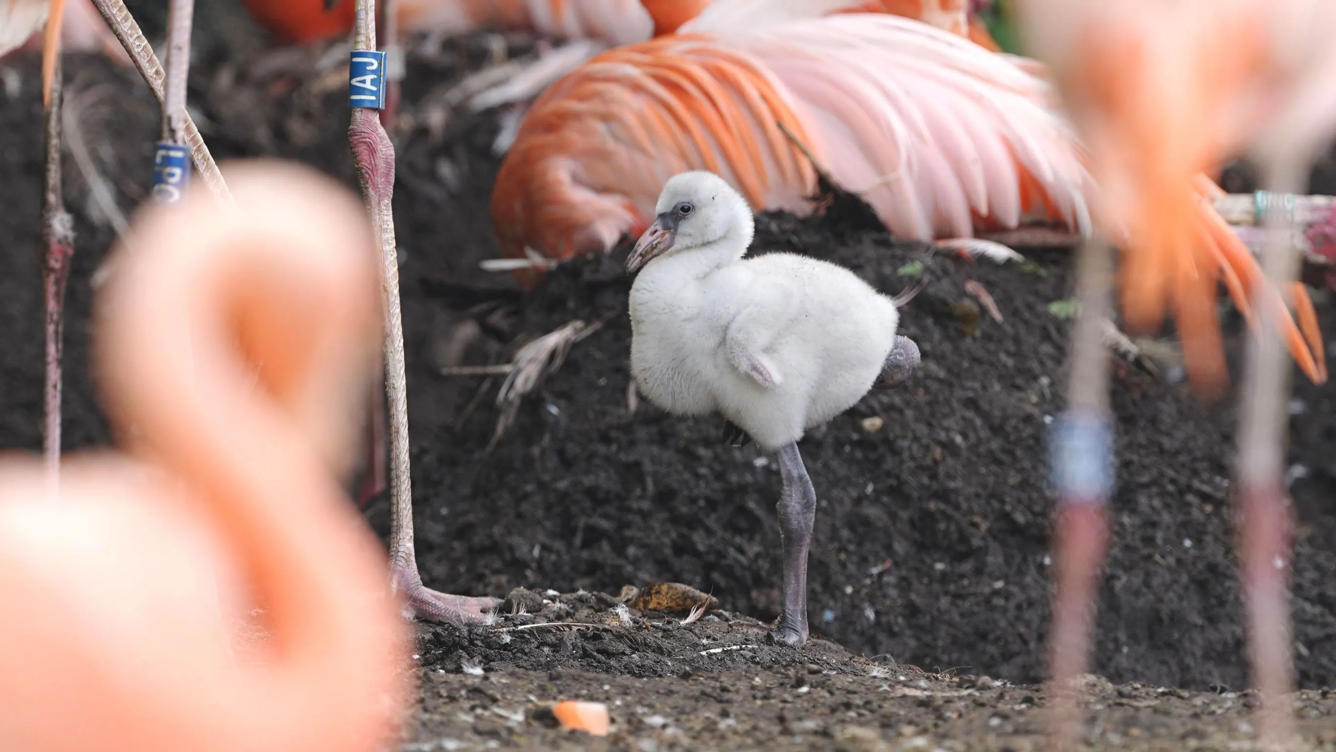 V Zoo Ostrava se vylíhla mláďata plameňáků