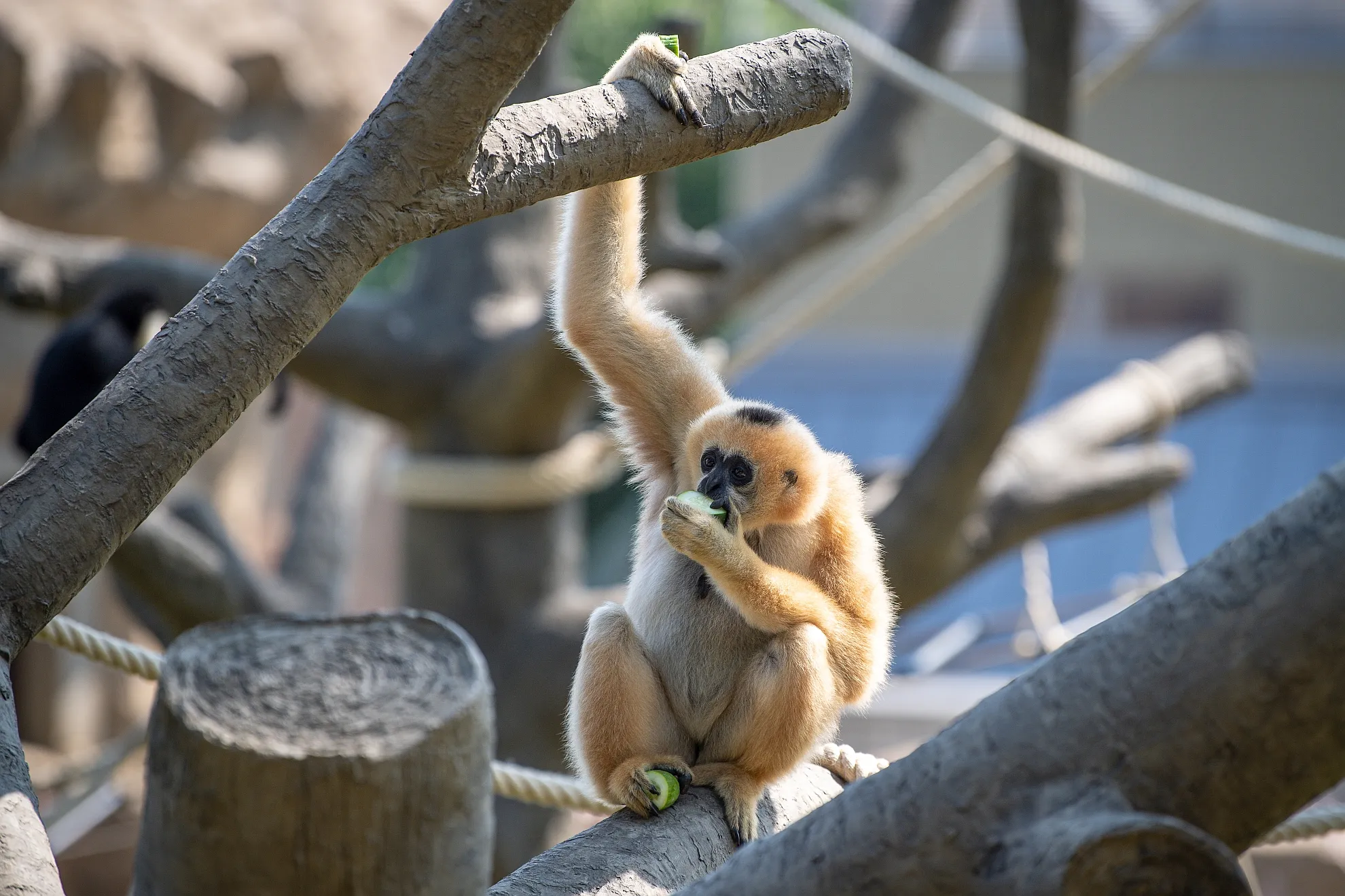 V ostravské ZOO jsou dvě nové stavby s atraktivními výběhy nejen pro makaky a gibony