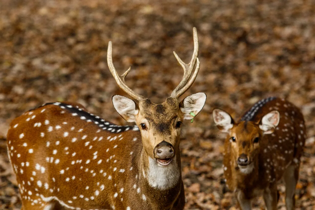 Zoo Ostrava vyhlašuje sběračskou soutěž Šípkový podzim