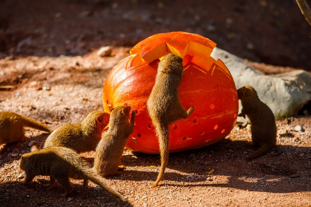 Dýně pro Zoo Ostrava