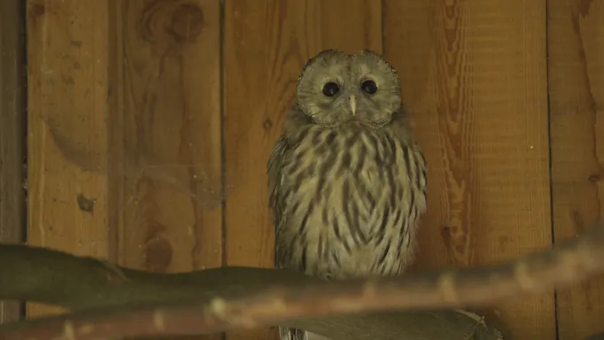Tři mladí puštíci bělaví ze Zoo Ostrava byli vypuštěni do přírody v Rakousku