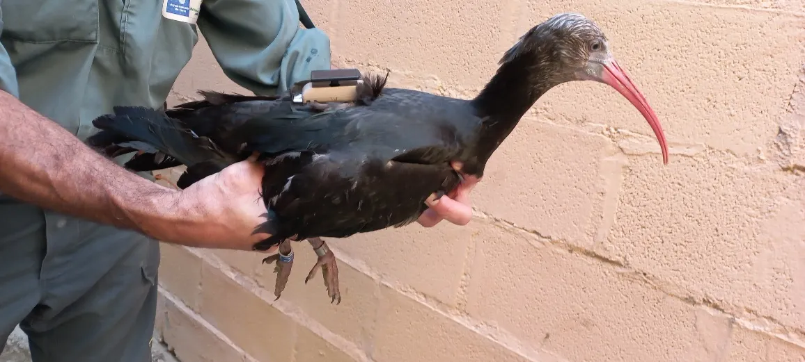 Další ibisi skalní ze Zoo Ostrava už létají v přírodě na jihu Španělska