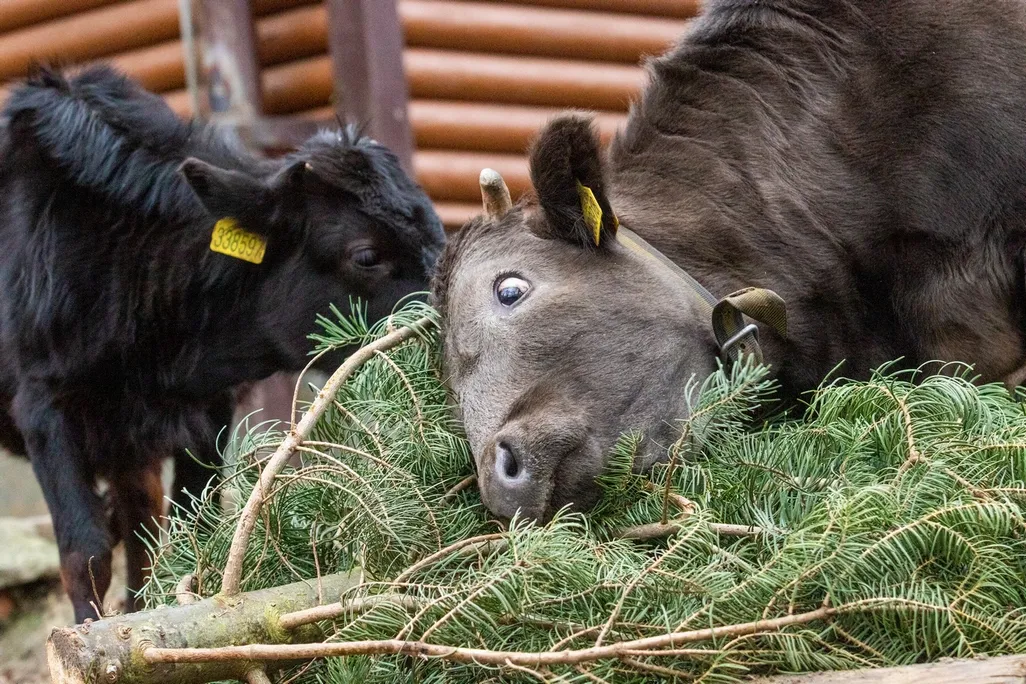 Neprodané vánoční stromky zpestřují jídelníček zvířatům v Zoo Ostrava