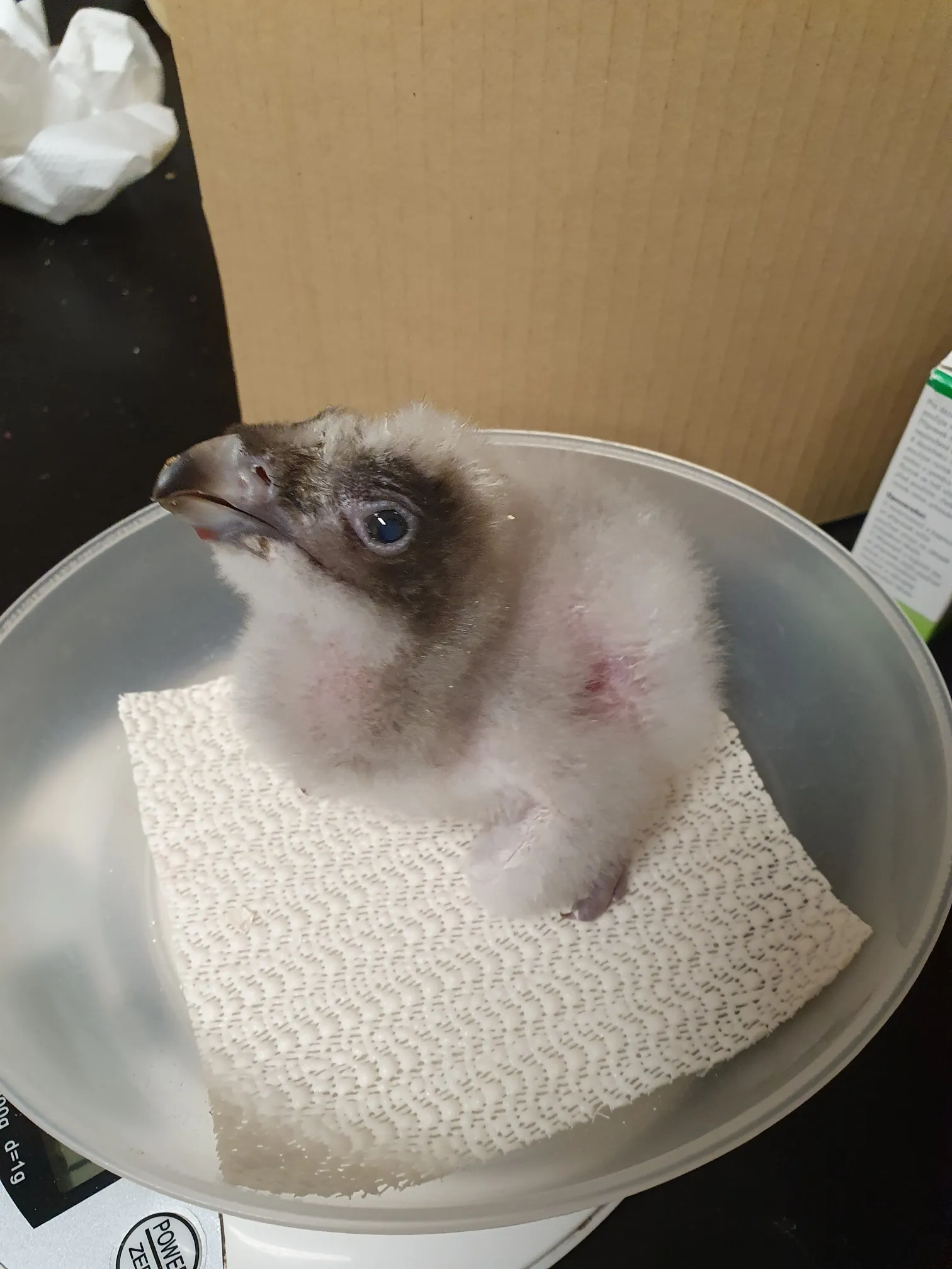 Pár orlosupů bradatých v Zoo Ostrava odchovává adoptivní mládě