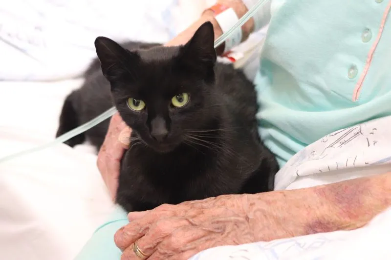 Trojice kočičích terapeutů pomáhá léčit pacienty