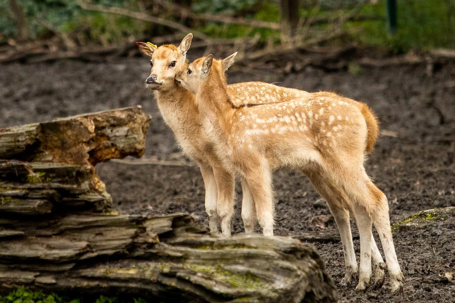 Malí kolouši nejsou opuštění – ani v zoo, ani v přírodě