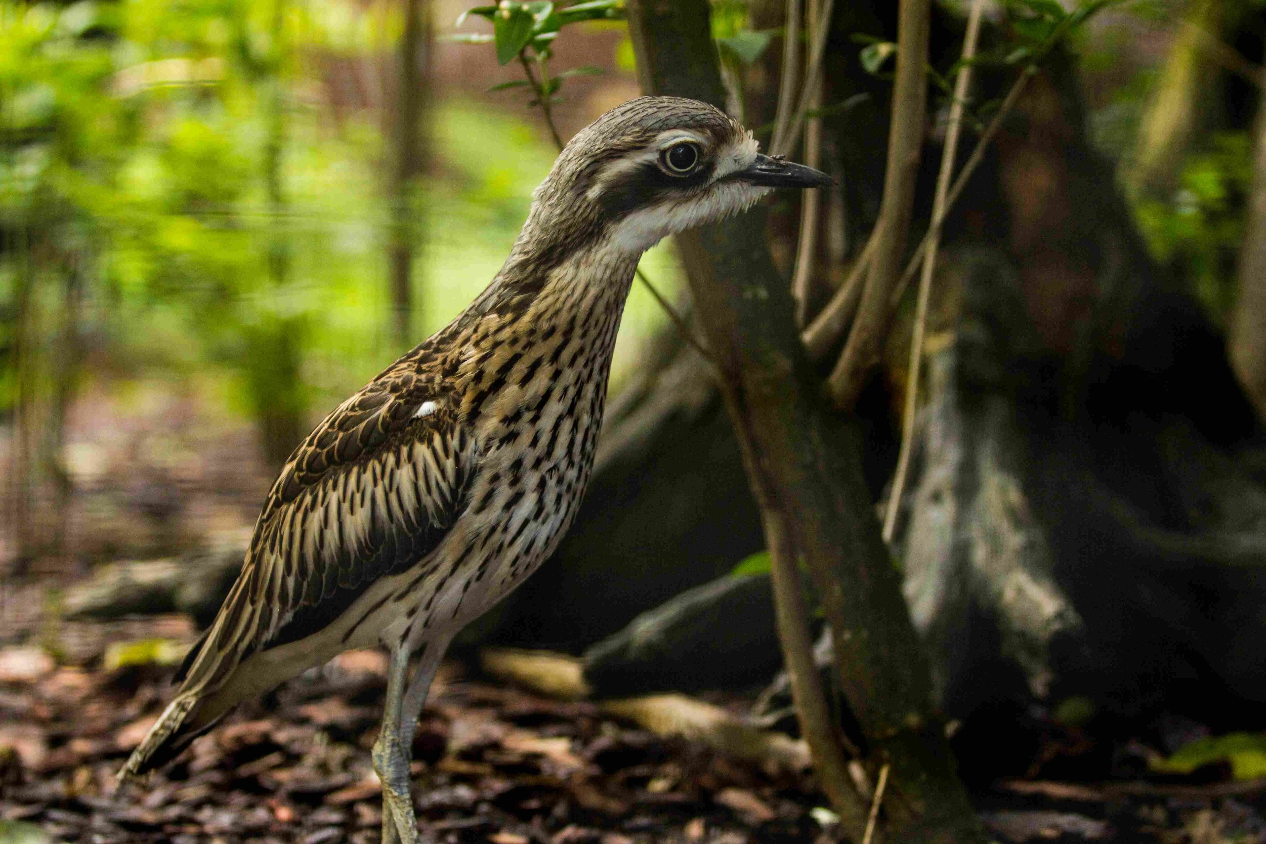 Získá Zoo Ostrava dalšího Bílého slona?