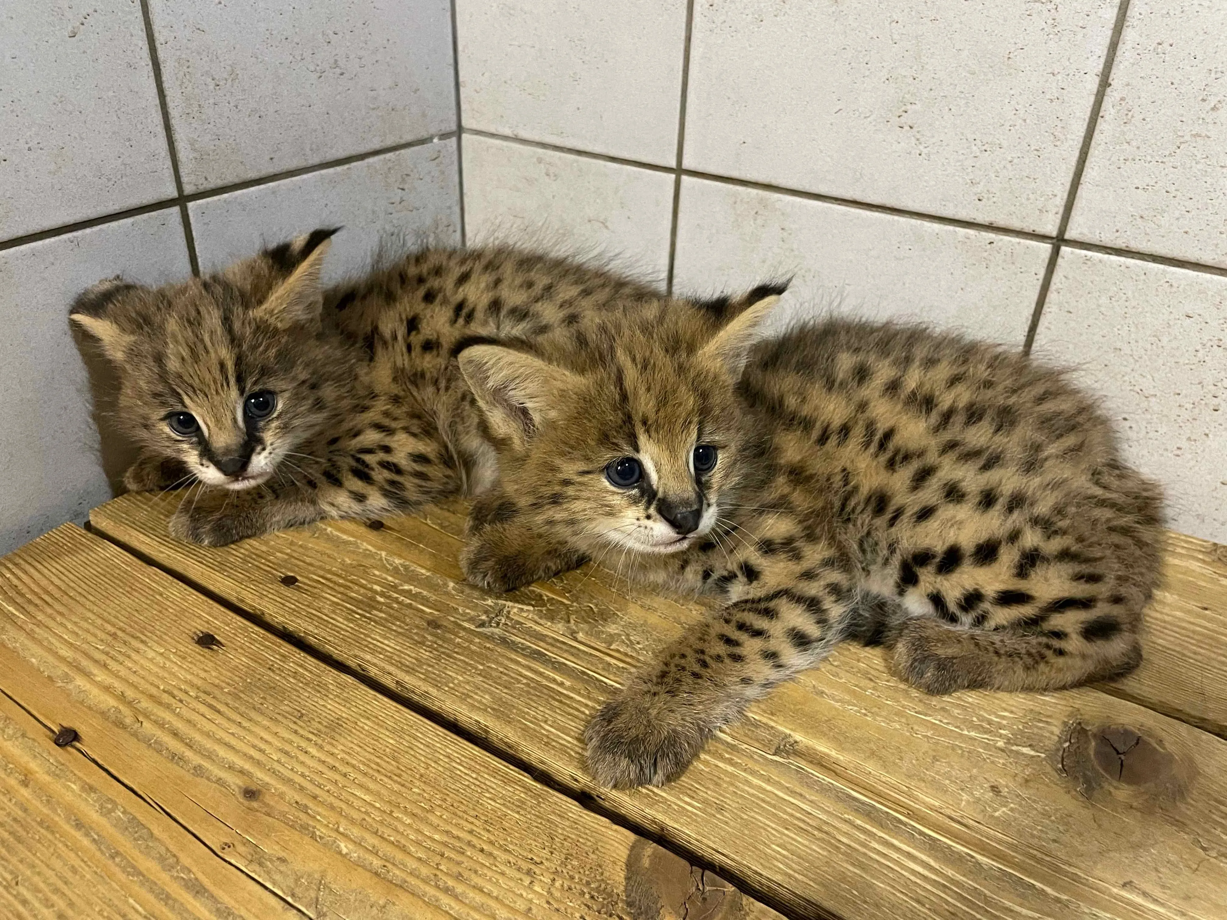 Servali v Zoo Ostrava mají mláďata