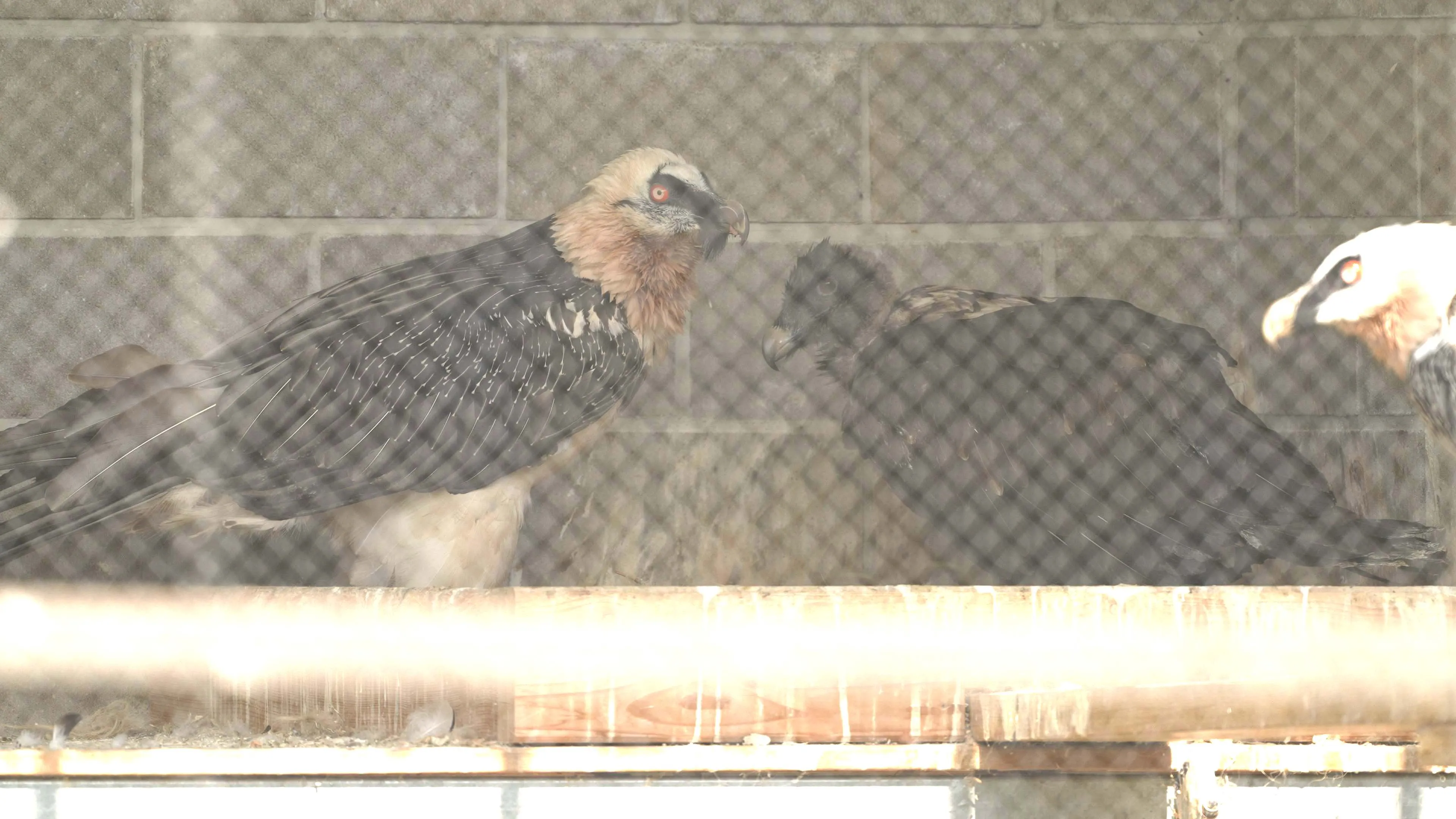 Zoo Ostrava pomáhá s obnovou populace orlosupů bradatých v evropské přírodě
