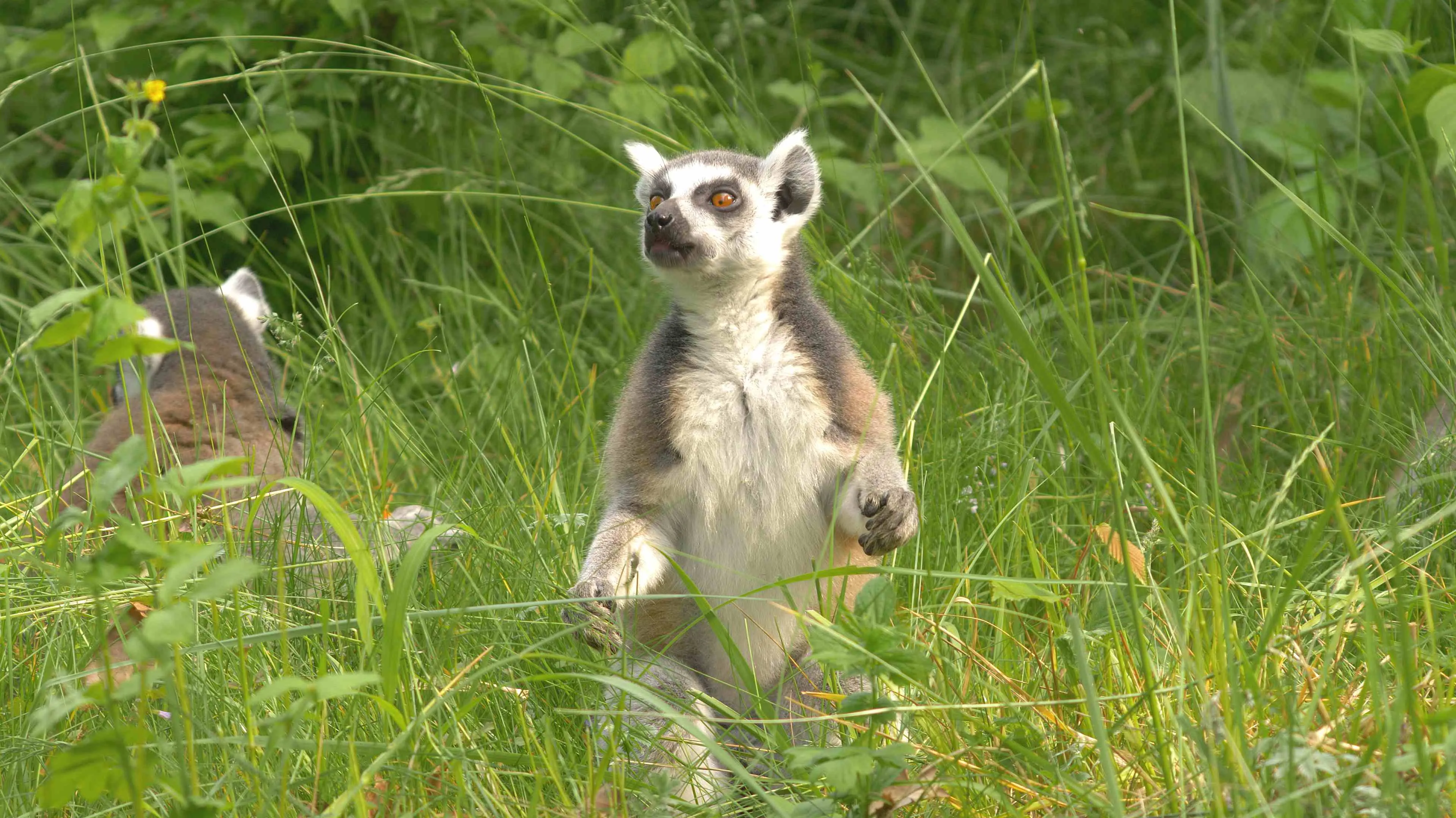 Ráj lemurů v Zoo Ostrava – blízké setkání s madagaskarskými primáty