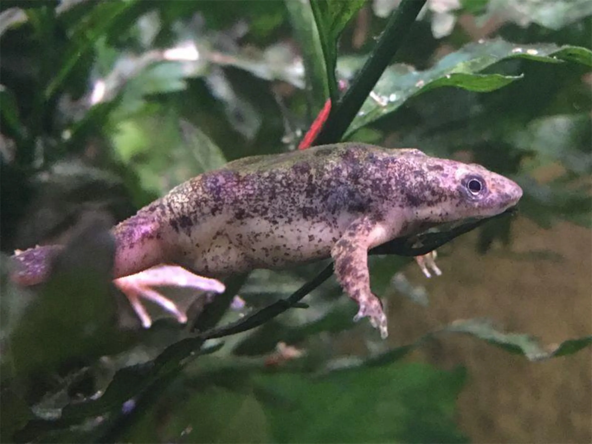 Zoo Ostrava představuje nové druhy v Pavilonu evoluce