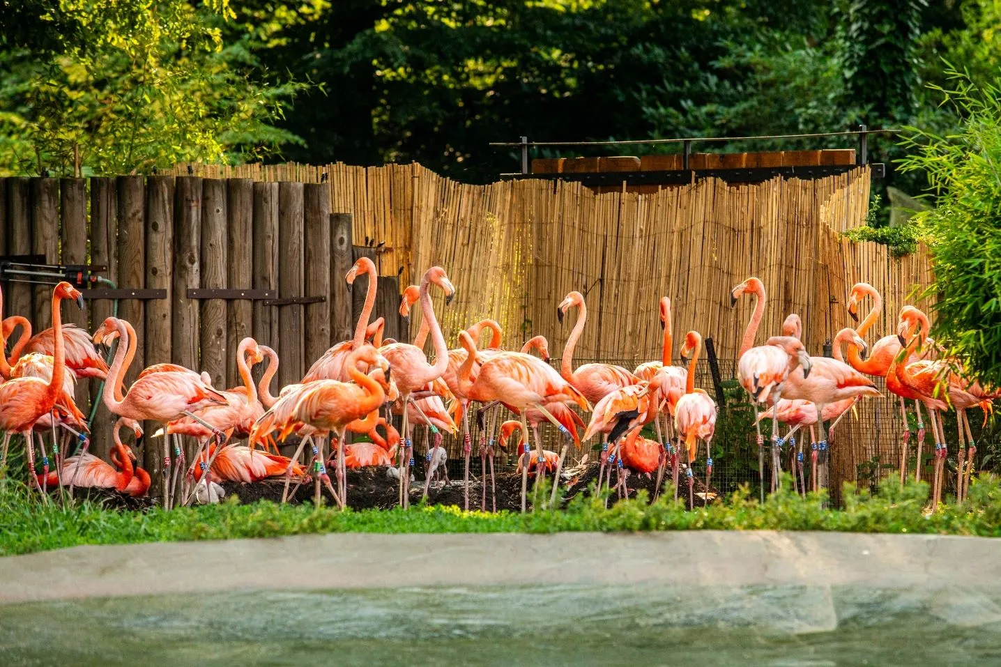 V Zoo Ostrava se vylíhla mláďata plameňáků