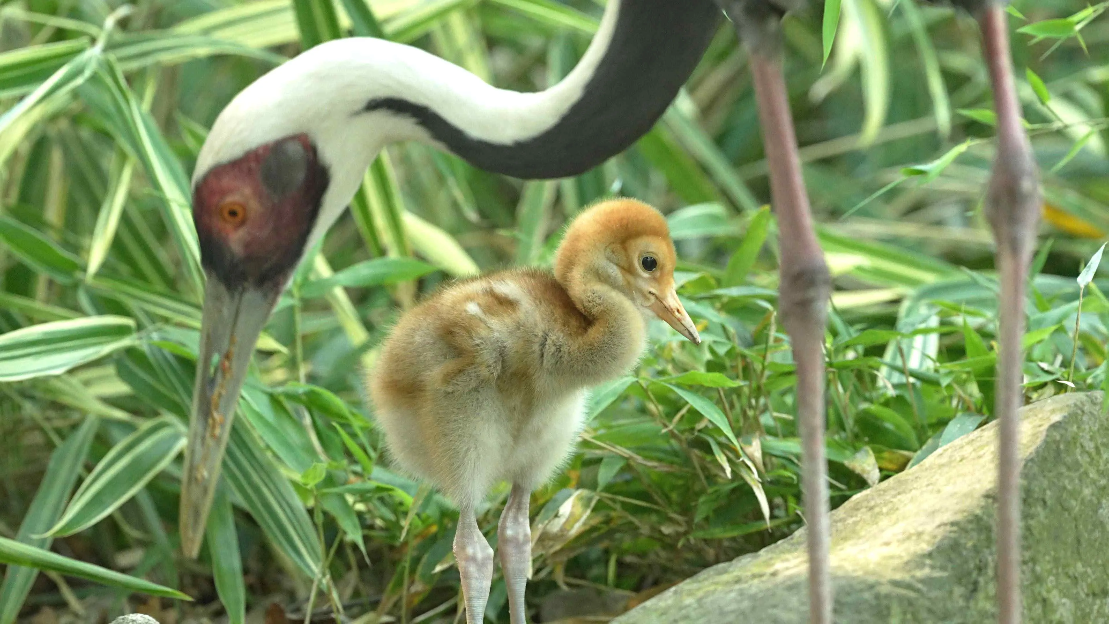 Vzácní jeřábi v Zoo Ostrava odchovávají svá první mláďata