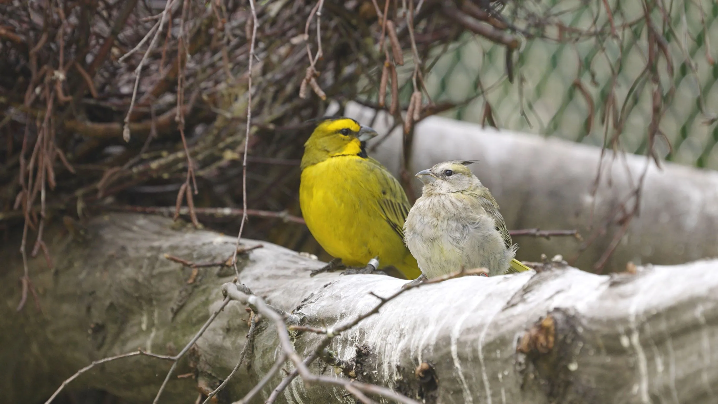 Jak si vede projekt podporovaný Zoo Ostrava Proyecto Cardenal Amarillo na záchranu kardinálovců zelených?