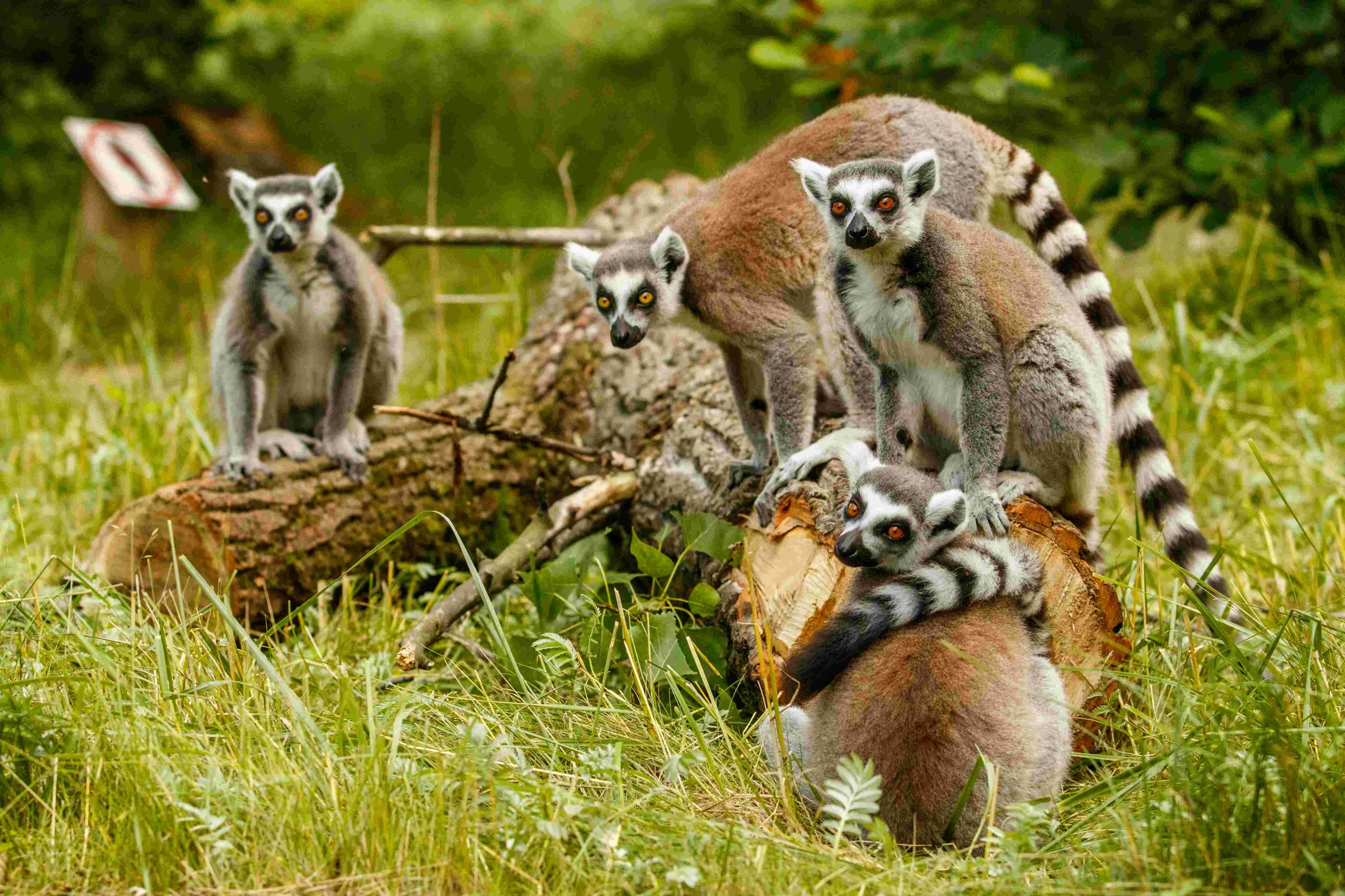 Prázdniny v Zoo Ostrava: Prodloužení otvírací doby