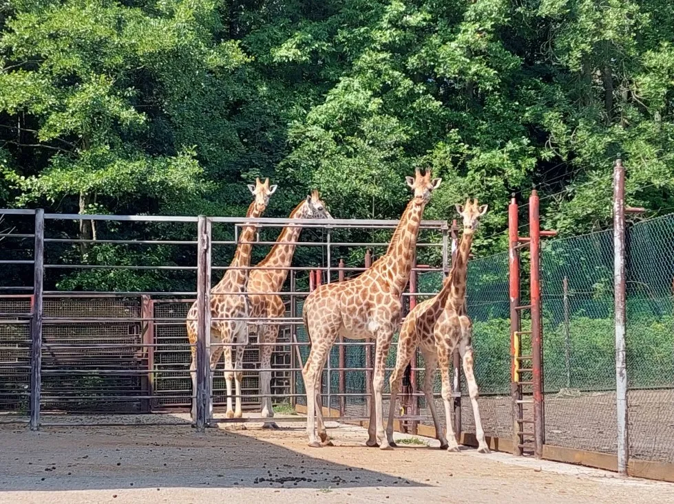 Do Zoo Ostrava dorazily dvě samice žirafy Rothschildovy