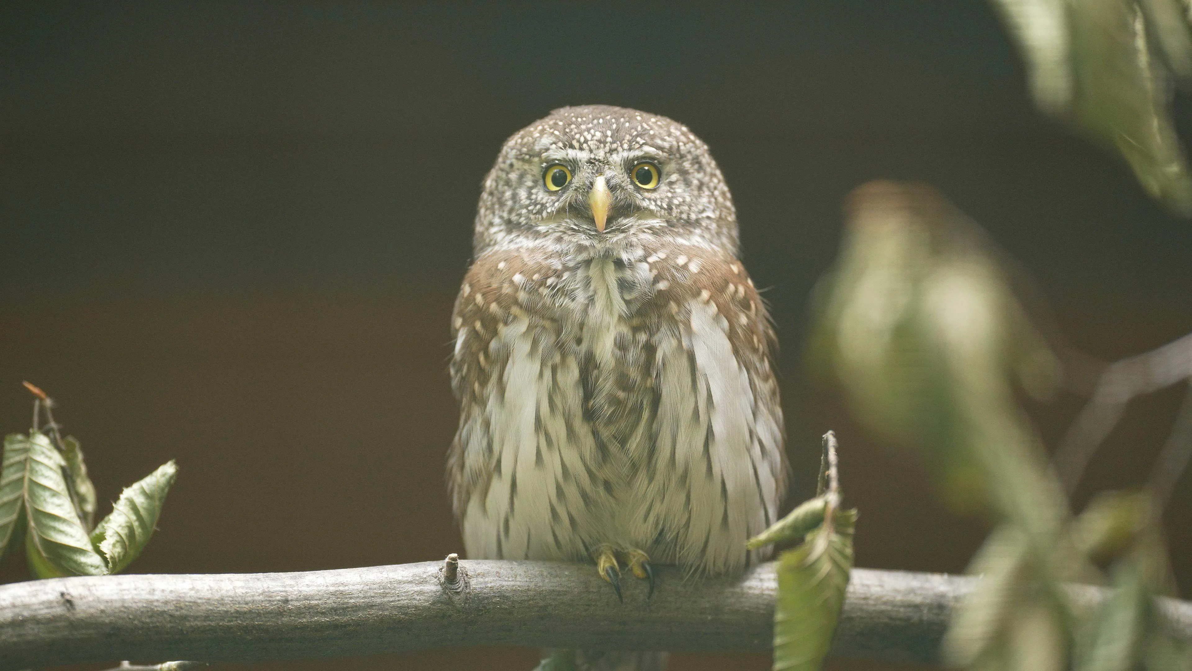 Zoo Ostrava získala pár kulíšků nejmenších – nejmenších sov ČR