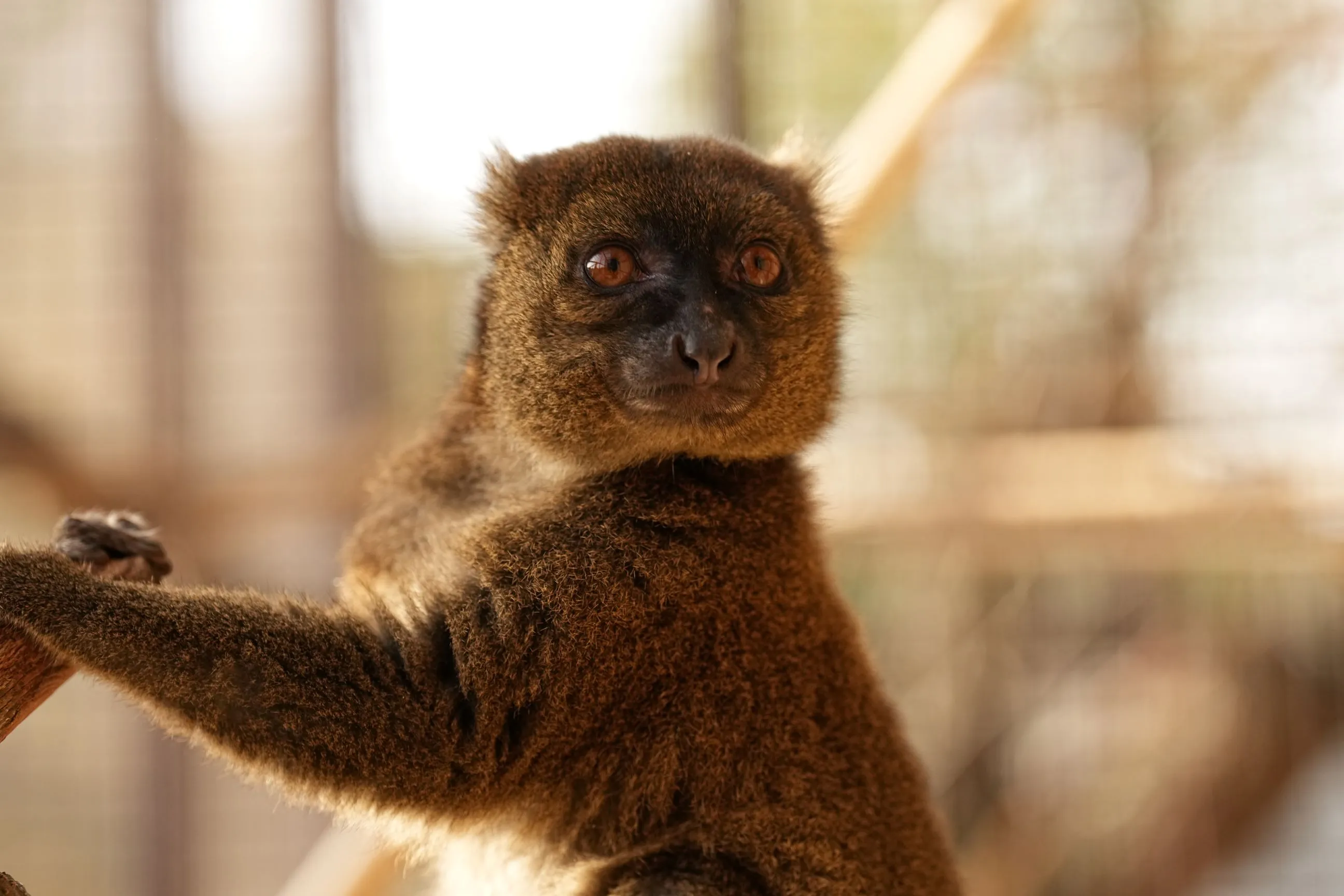 Skryté poklady Zoo Ostrava: Nový druh kriticky ohroženého lemura