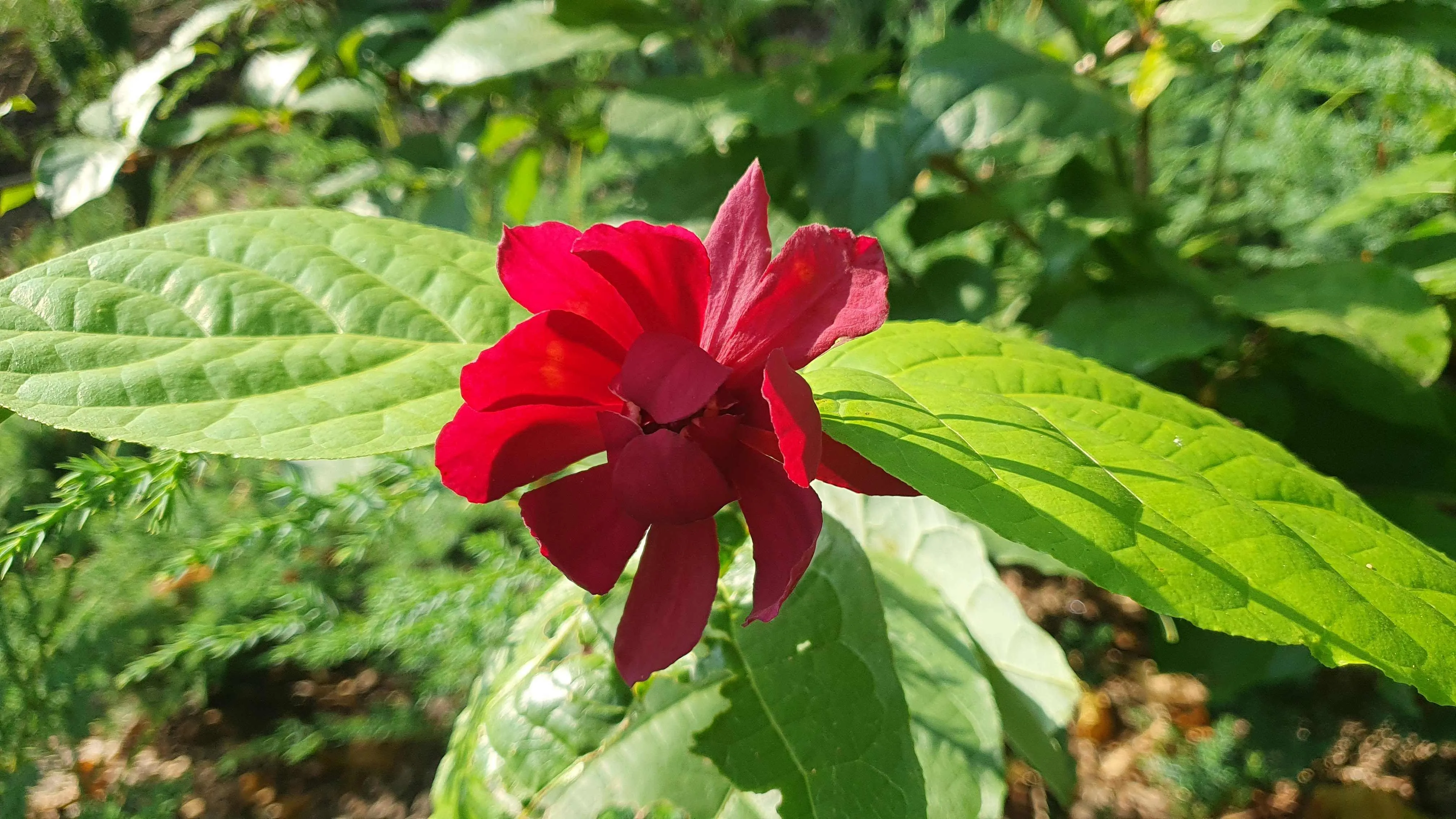 Botanické zajímavosti Zoo Ostrava: Jahodový keř
