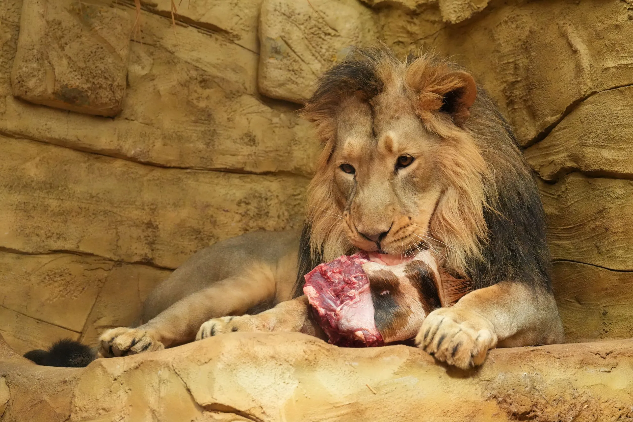 Zoo Ostrava vymění samce lva indického se Zoo Krakov