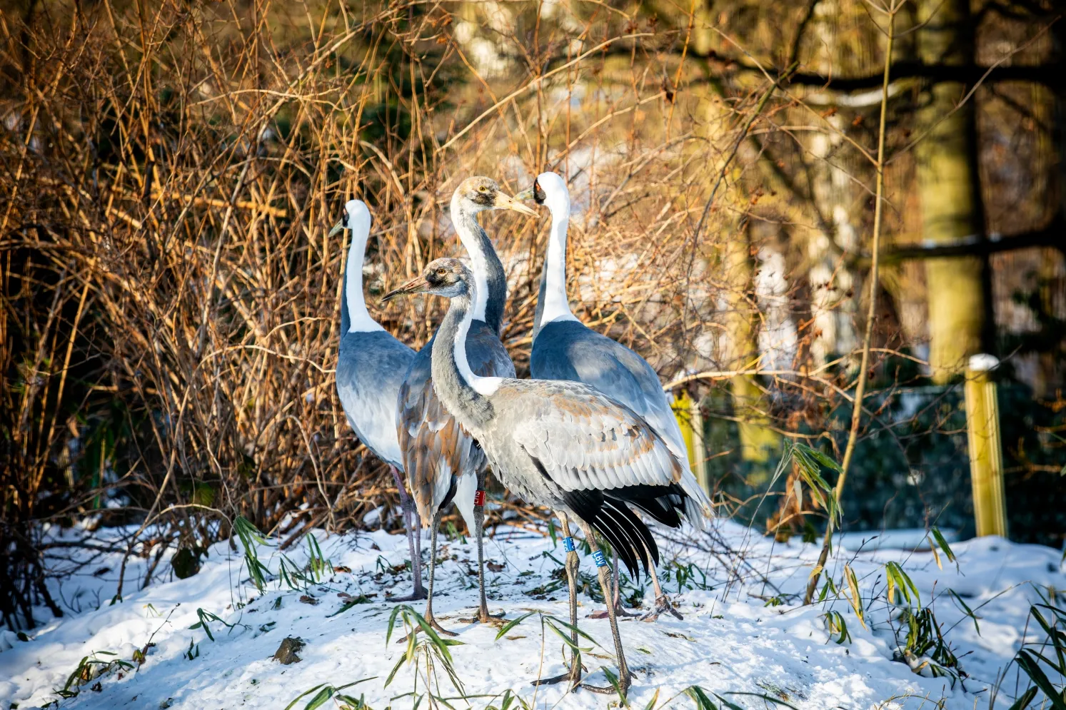 První odchovaní jeřábi bělošíjí v Zoo Ostrava odcestovali do zoo v Belgii. Rodičovský pár se začíná chystat na další hnízdní sezónu.