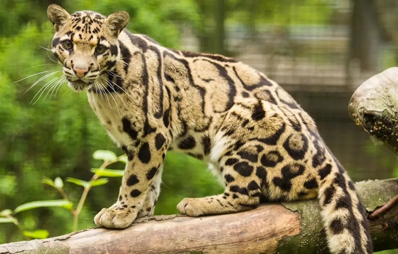 O hodinu déle v Zoo Ostrava: areál prodlužuje otevírací dobu