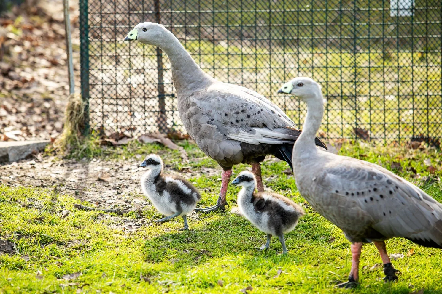 Husy kuří v Zoo Ostrava odchovávají svá první mláďata