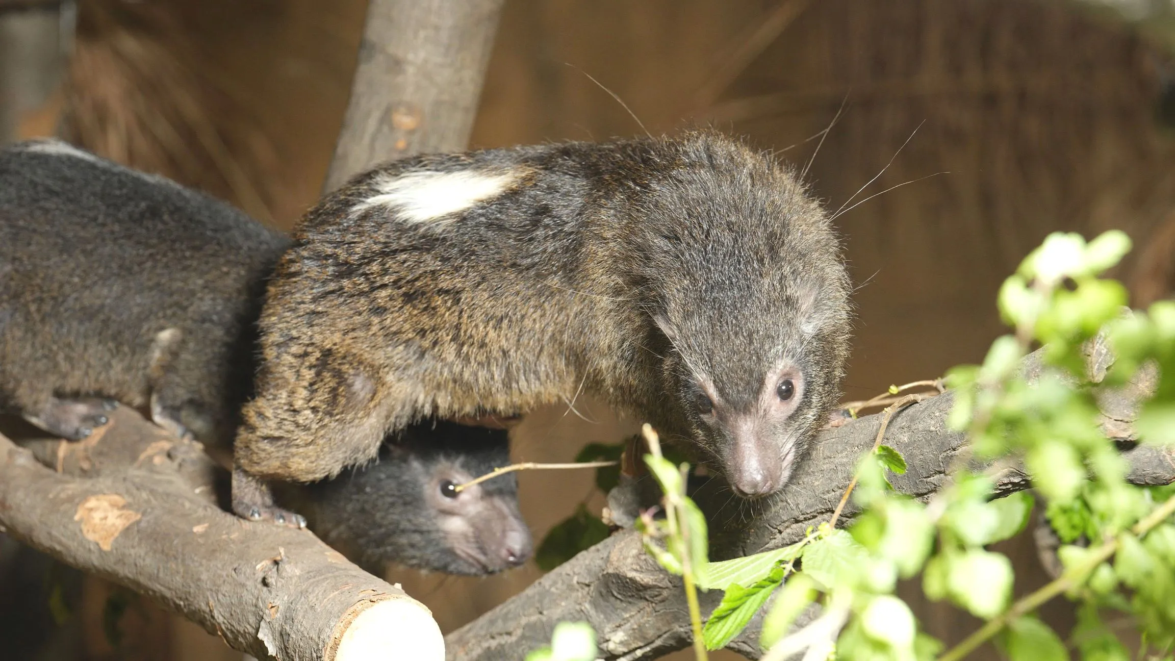 Úspěšný chov stromových damanů v Zoo Ostrava