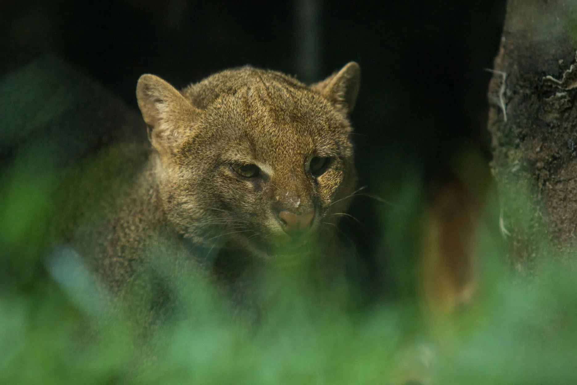 Nová partnerka pro samce jaguarundi v Zoo Ostrava